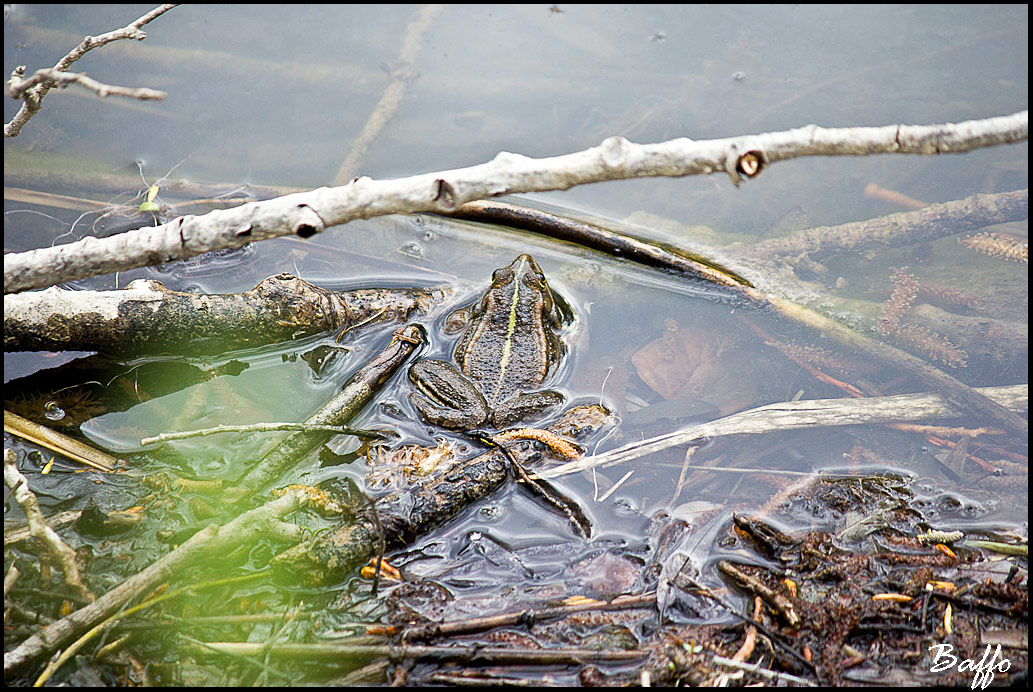 Sono tre tipi diversi oppure maschi e femmine? Pelophylax-TS